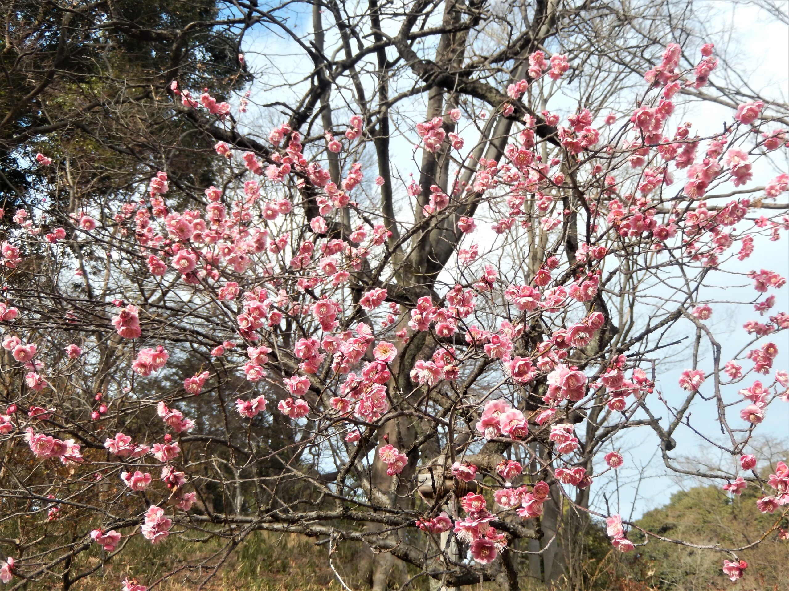 東京23区の家賃は過去最高値！